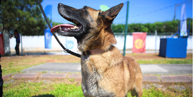 Hayat Kurtaran Köpekler